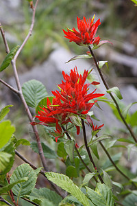 印度画笔野花花朵山花背景图片