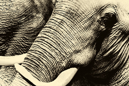 大象活动野生动物衬套力量荒野动物灰色耳朵食草食物图片