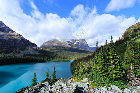 加拿大不列颠哥伦比亚省约霍国家公园奥哈拉湖公园树木松树高山反射森林风景冰川蓝色高原图片