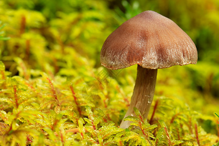 加拿大Yoho国家公园小型蘑菇图片
