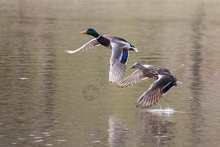 软焦点飞行的马车翅膀野生动物公园男性沼泽羽毛跑步池塘鸭子女性图片
