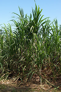 瓜德罗普岛甘蔗糖旅游旅行农场农业植物群植物种植园场地乡村甘蔗图片