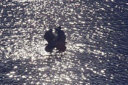 一只天鹅的肖像翅膀游泳池塘旅行反射野生动物波纹宠物荒野生活图片