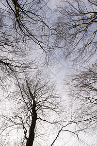 冬季从下面看的森林树冠天篷木头植被墙纸公园环境生长季节荒野植物图片