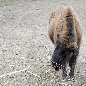 欧洲野牛红利野生动物食草棕色反刍动物荒野濒危动物群哺乳动物动物背景图片