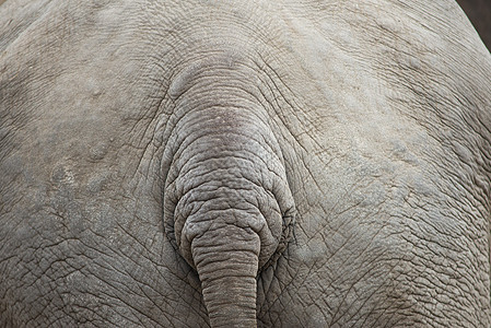 尾尾尾大象背景图案图片