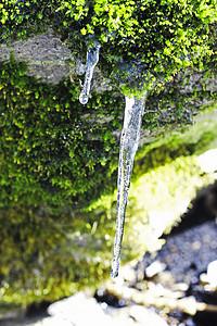 森林中石头上挂着的冻冰棒水晶冻结天气冰柱植物岩石苔藓季节绿色白色图片