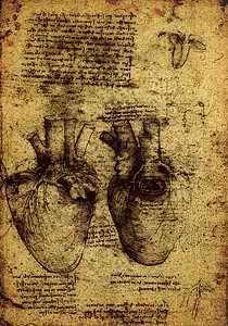 解解剖学古董草图历史生理科学家男人绘画名声卫生艺术图片