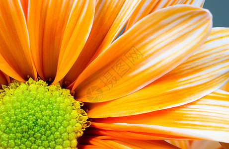 染色雏菊花白色橙色花瓣绿色心皮特写环境宏观花粉深度场景设计花艺植物群植物花头图片