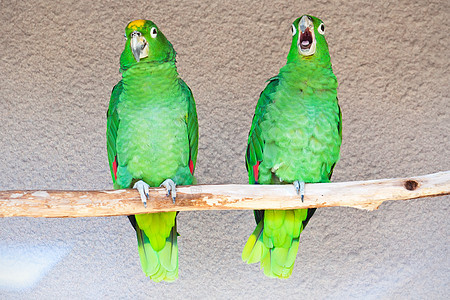 鹦鹉异国宠物动物园翅膀眼睛羽毛夫妻热带荒野情调图片