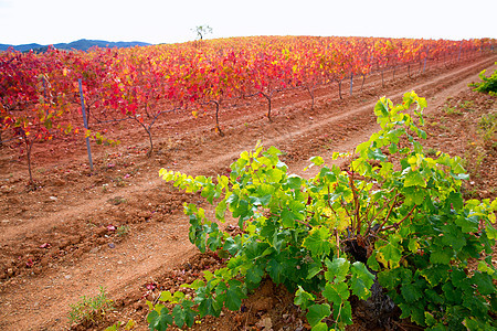 秋天红色萨拉戈萨西班牙的Carinena和Paniza葡萄园国家树叶收成天空植物衬套农场藤蔓蓝色水果图片