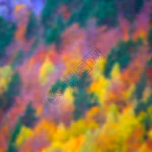 西班牙的秋天森林国家叶子树叶树木树干景点植物旅行阳光植被图片