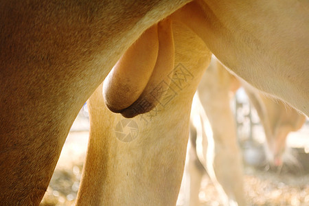 公牛睾丸图片