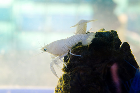 水中的白龙虾生活生物学热带白色宠物蓝色小龙虾水族馆科学螃蟹图片