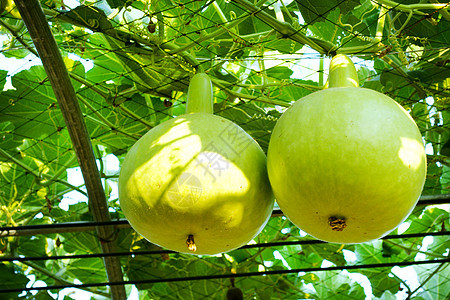 冬瓜植物蔬菜白色壁球收成叶子生产食物营养绿色图片