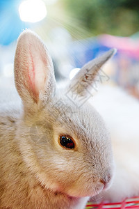灰兔灰色绿色草地棕色野生动物白色动物花园野兔哺乳动物图片