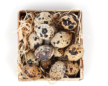 白底孤立于白底的蛋季节性生活白色鹌鹑团体产品稻草棕色食物图片
