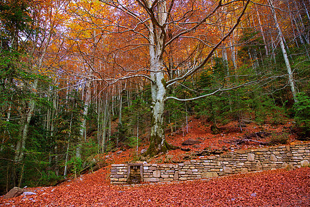 西班牙的秋天森林植物季节松树国家旅行植被环境树干树木景点图片