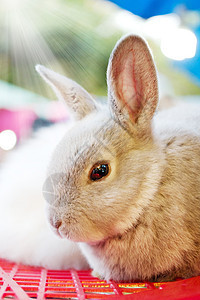 灰兔绿色宠物野生动物哺乳动物棕色草地野兔动物白色荒野图片