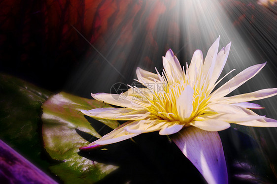 白莲花白色百合宏观花瓣花朵叶子黑色植物群池塘植物图片