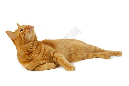 红猫橙子头发宠物猫科动物冒充白色乐趣条纹红色图片