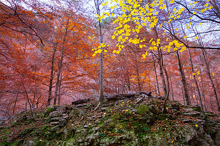 西班牙的秋天森林丛林国家树干旅行植物假期季节阳光叶子环境图片