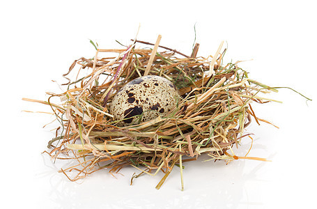 在白背景上孤立的巢中的蛋食物团体鹌鹑稻草季节性生活产品白色棕色图片