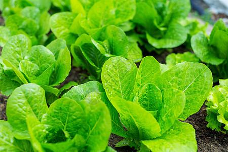 发生土壤场地生长植物绿色农业蔬菜食物花园地球图片