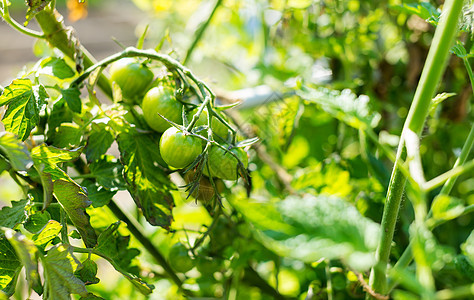 绿番茄养分生产土壤温室灌木衬套农场叶子发芽季节性图片
