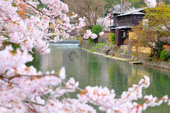 京都的樱图片
