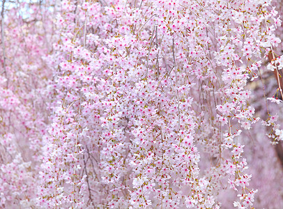 日本樱树图片
