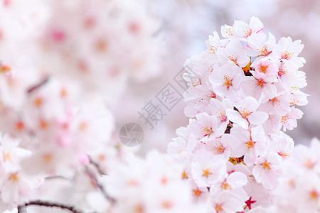 樱花花花园叶子季节公园粉色植物学植物群花瓣白色图片