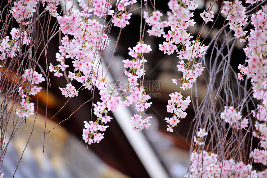 有日本寺庙背景的怀孕樱桃花图片