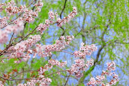 树上的樱花图片