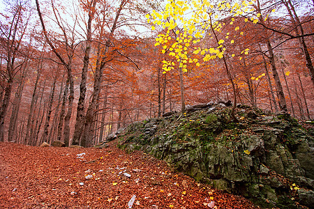 西班牙的秋天森林树叶国家植物树木树干旅行假期叶子景点环境图片