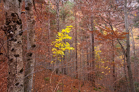 西班牙的秋天森林叶子景点公园季节树叶阳光树木旅行丛林环境图片
