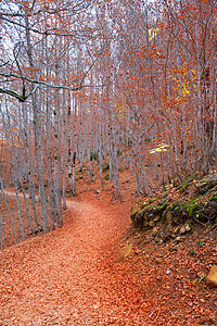 西班牙的秋天森林树叶公园国家旅行丛林季节山毛榉树木叶子假期图片
