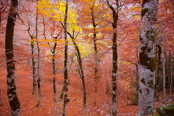 西班牙的秋天森林阳光国家山毛榉环境树叶丛林植物树木季节旅行图片