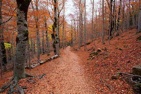 西班牙的秋天森林季节假期山毛榉景点树叶环境植被旅行植物国家图片