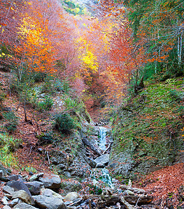 西班牙的秋天森林阳光树木旅行景点公园叶子国家丛林植物树干图片