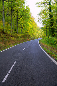 森林中的比利牛人曲线路场地树叶环境运输树木季节国家路线山毛榉车道图片