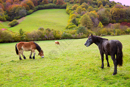 在西班牙比利牛群草原放牧的马和牛头发鬃毛马术假期山脉天空农田牧场哺乳动物农场图片