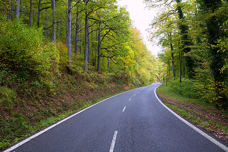 森林中的比利牛人曲线路景点场地场景路线旅行森林树木松树季节国家图片