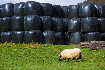 在纳瓦拉草原放牧的俾里牛斯人中 Latxa羊在草地上放牧环境农村爬坡母羊场景动物团体羊肉羊毛哺乳动物图片