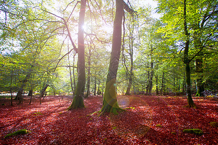 西班牙纳瓦拉皮雷内斯的Irati beech丛林秋天苔藓山毛榉日落树木植物森林植被环境反射太阳图片