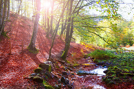西班牙纳瓦拉皮雷内斯的Irati beech丛林秋天环境植物季节反射叶子树干树木山毛榉森林日落图片