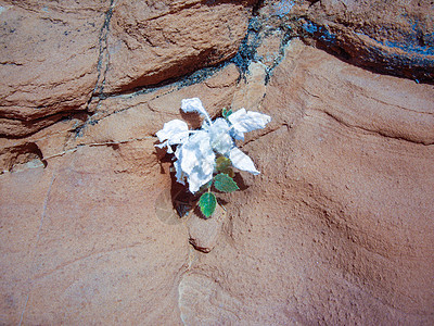 沙石上的白沙漠花朵图片
