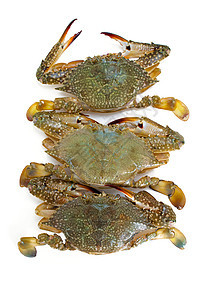 蓝蟹食物螃蟹熟鱼海鲜图片