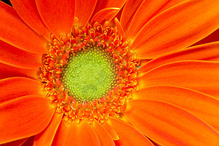 Gerbera 花朵橙色黄青桃绿化石植物花头深度季节宏观环境场景场地财富叶子图片