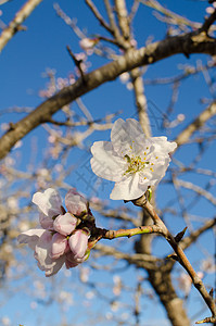 白杏花植物群分支机构季节白色季节性花瓣图片